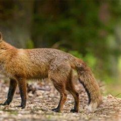 Кухонный фартук Фауна 005 МДФ матовый (3000) Fauna в Менделеевске - mendeleevsk.mebel24.online | фото