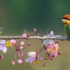 Кухонный фартук Фауна 015 МДФ матовый (3000) Fauna в Менделеевске - mendeleevsk.mebel24.online | фото