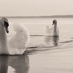 Кухонный фартук Фауна 029 МДФ матовый (3000) Fauna в Менделеевске - mendeleevsk.mebel24.online | фото
