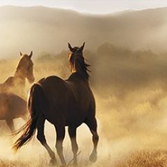 Кухонный фартук Фауна 032 МДФ матовый (3000) Fauna в Менделеевске - mendeleevsk.mebel24.online | фото