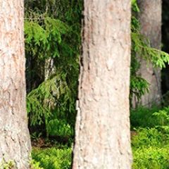 Кухонный фартук Фауна 033 МДФ матовый (3000) Fauna в Менделеевске - mendeleevsk.mebel24.online | фото