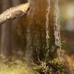 Кухонный фартук Фауна 038 МДФ матовый (3000) Fauna в Менделеевске - mendeleevsk.mebel24.online | фото