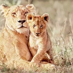 Кухонный фартук Фауна 042 МДФ матовый (3000) Fauna в Менделеевске - mendeleevsk.mebel24.online | фото