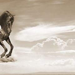 Кухонный фартук Фауна 043 МДФ матовый (3000) Fauna в Менделеевске - mendeleevsk.mebel24.online | фото