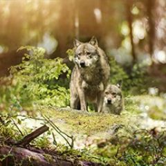 Кухонный фартук Фауна 047 МДФ матовый (3000) Fauna в Менделеевске - mendeleevsk.mebel24.online | фото