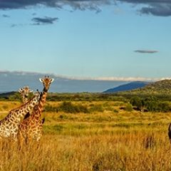 Кухонный фартук Фауна 061 МДФ матовый (3000) Fauna в Менделеевске - mendeleevsk.mebel24.online | фото