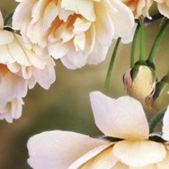 Кухонный фартук Цветы 066 МДФ матовый (3000) Flowers в Менделеевске - mendeleevsk.mebel24.online | фото