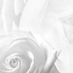 Кухонный фартук Цветы 217 МДФ матовый (3000) Flowers в Менделеевске - mendeleevsk.mebel24.online | фото