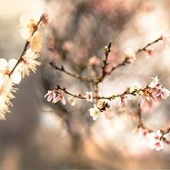 Кухонный фартук Цветы 317 МДФ матовый (3000) Flowers в Менделеевске - mendeleevsk.mebel24.online | фото