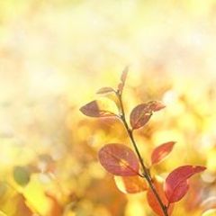 Кухонный фартук Цветы 318 МДФ матовый (3000) Flowers в Менделеевске - mendeleevsk.mebel24.online | фото